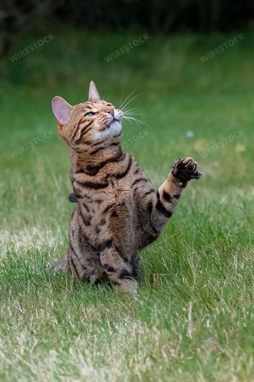 Bengal cat jumping in the garden, beautiful pet trying to catch something