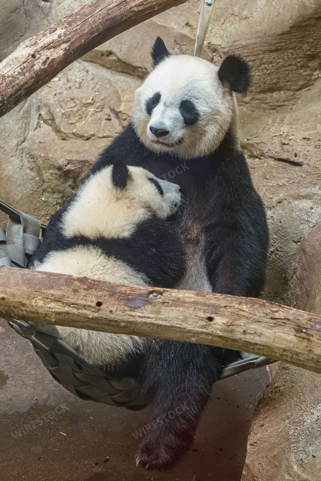 Giant pandas, bear pandas, baby panda and her mom hugging each other