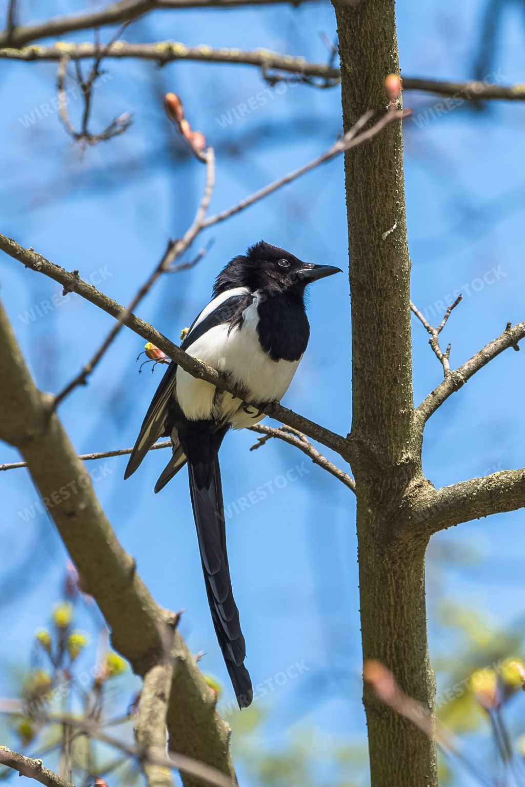 Eurasian Magpie, Pica pica, beautiful bird perched on a tree in springtime