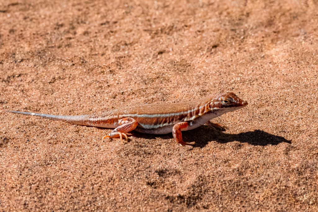 shovel-snouted lizard, Meroles anchietae, orange lizard in the sand in Namibia
