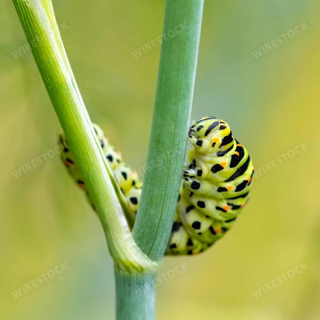 Caterpillar of an old world swallowtail, Papilio machaon on a fennel stem