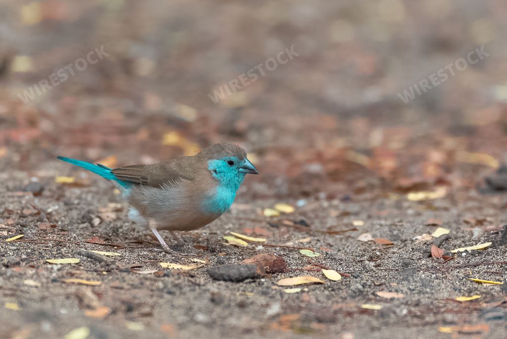 Blue Waxbill, Uraeginthus angolensis, little blue bird in Sao Tome