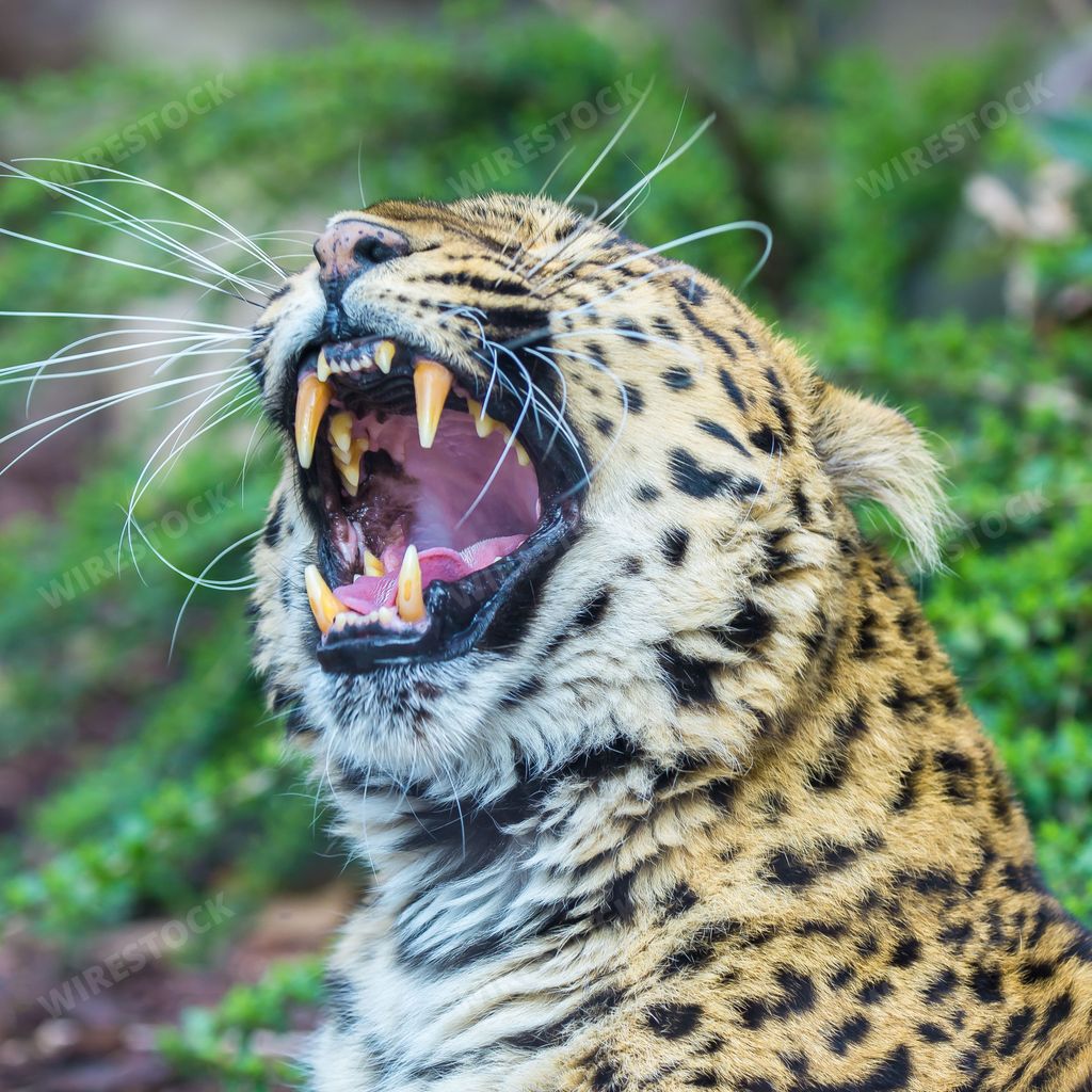 Leopard, panther, Panthera pardus, beautiful animal, portrait of the head