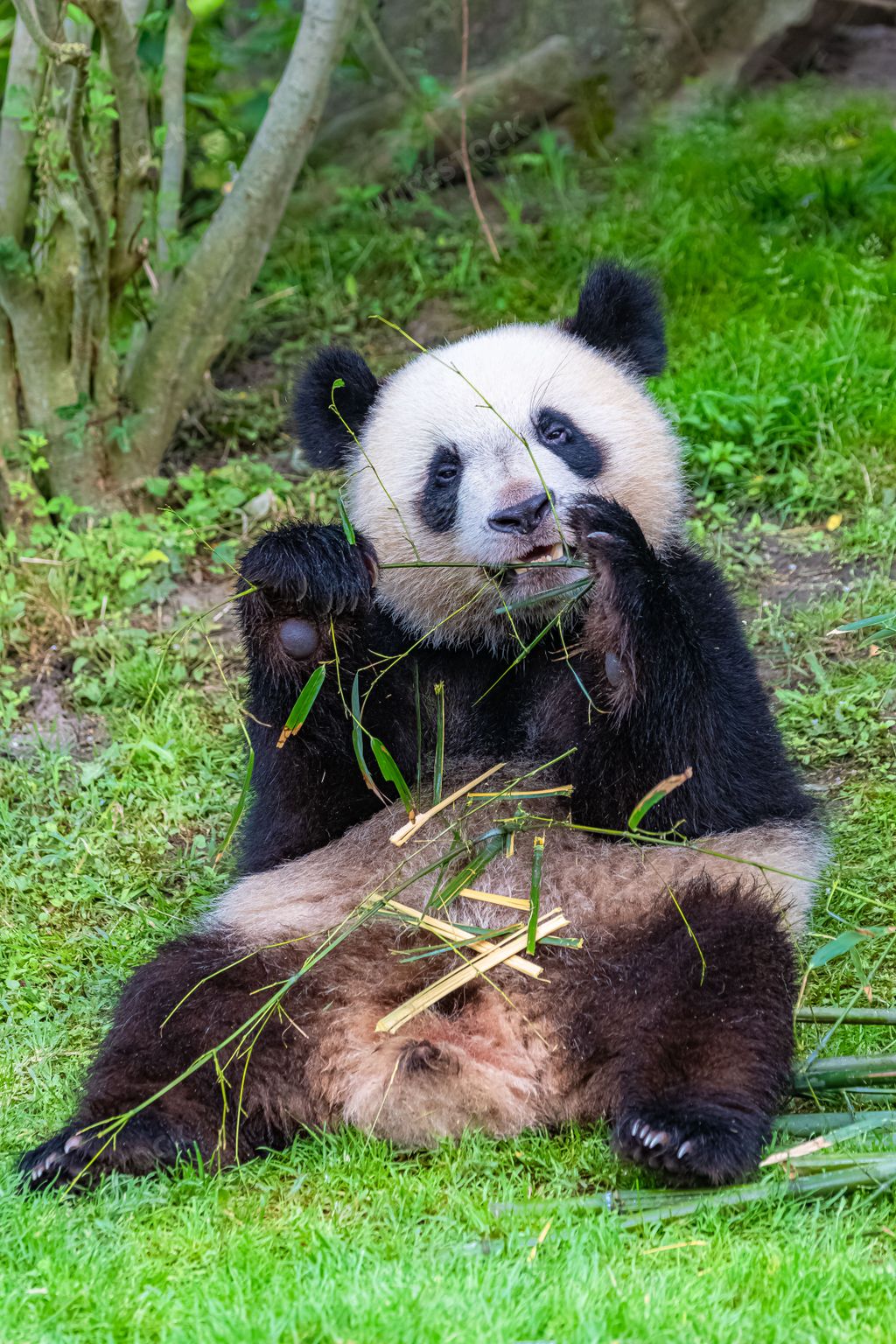 Giant pandas, bear pandas, baby panda and his mother eating bamboo