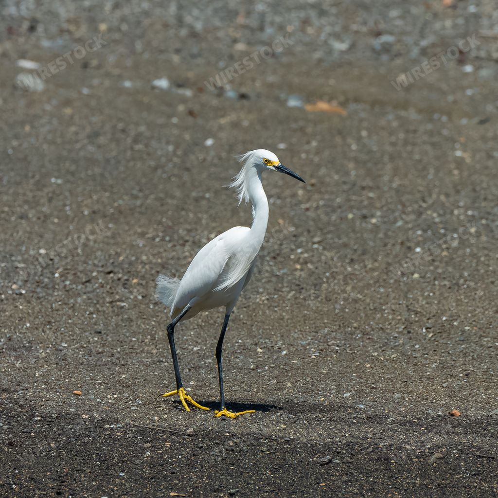 White egret, majestic bird standing on the shore
