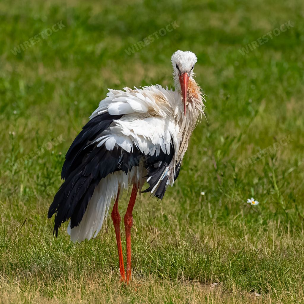 White stork, Ciconia ciconia standing on the grass, funny attitude