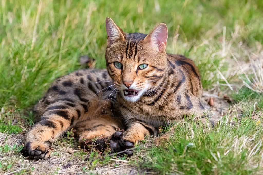 Bengal cat yawning, lying in the garden, beautiful portrait of a pet