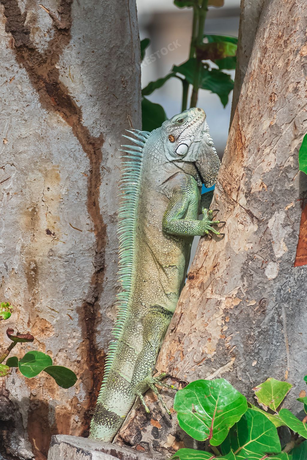 A vertical shot of a green iguana climbing a tree