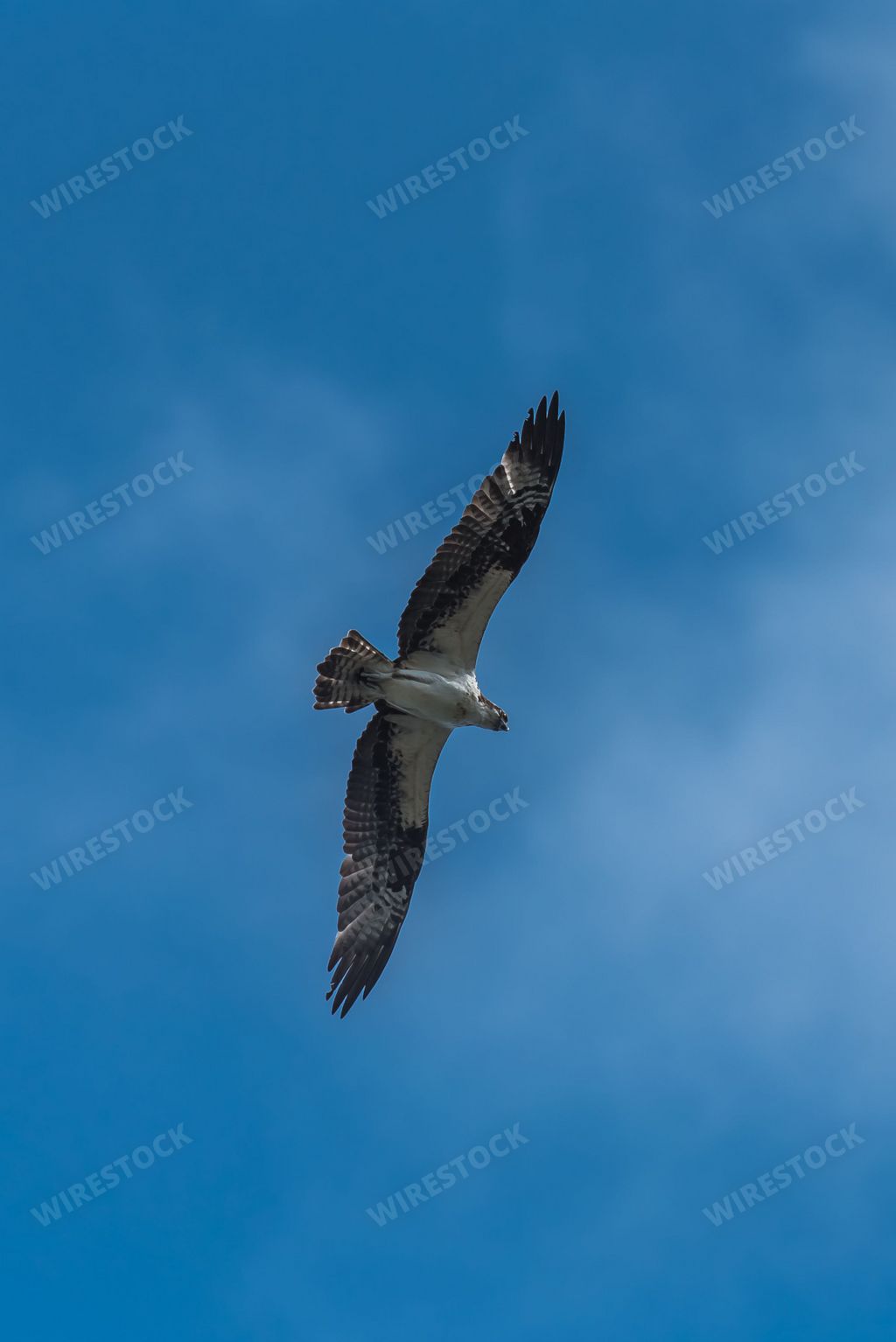 Western osprey flying in blue sky, bird of prey