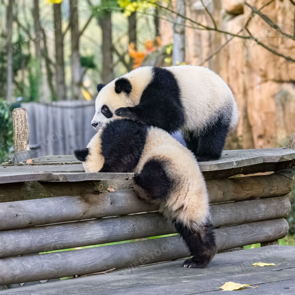 Giant pandas playing together outdoors