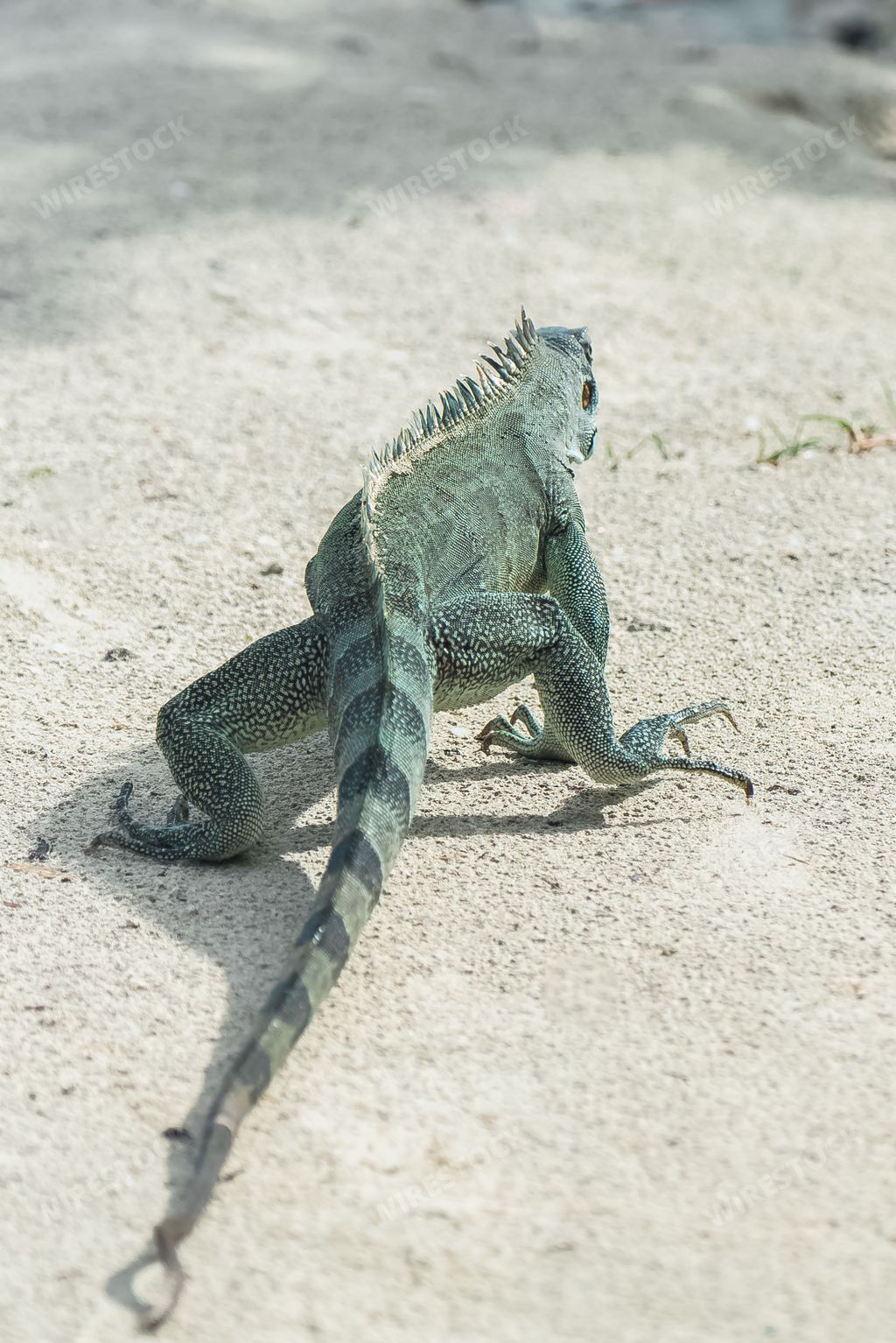 iguana lizard predator on sandy beach, green iguana walking, Guadeloupe