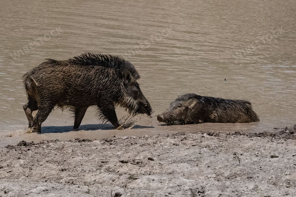 India, wild boar bathing in the mud, portrait