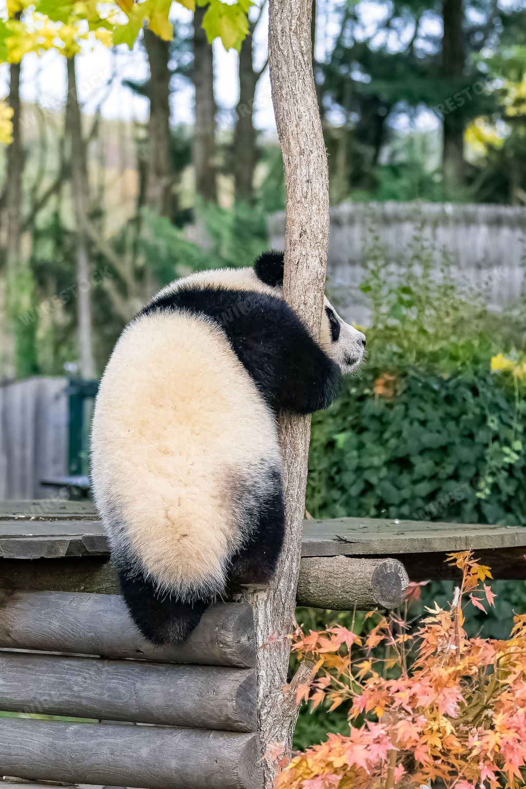 A baby giant panda climbing in a tree, funny animal