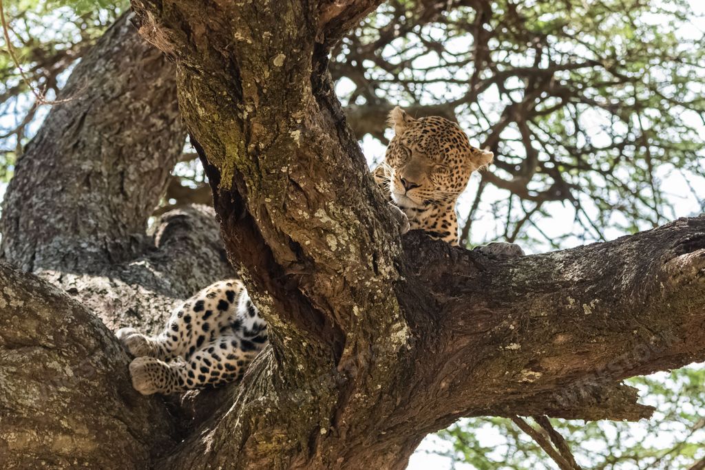 Big wild leopard sleeping on a tree in Africa, Tanzania