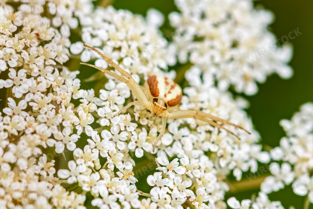 A crab spider, Runcinia grammica, camouflage on a white flower