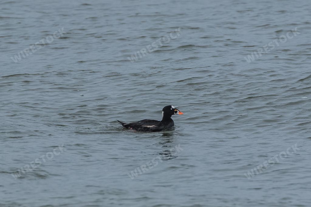 Surf Scoter, Melanitta perspicillata, duck swimming on a wave in the Pacific ocean