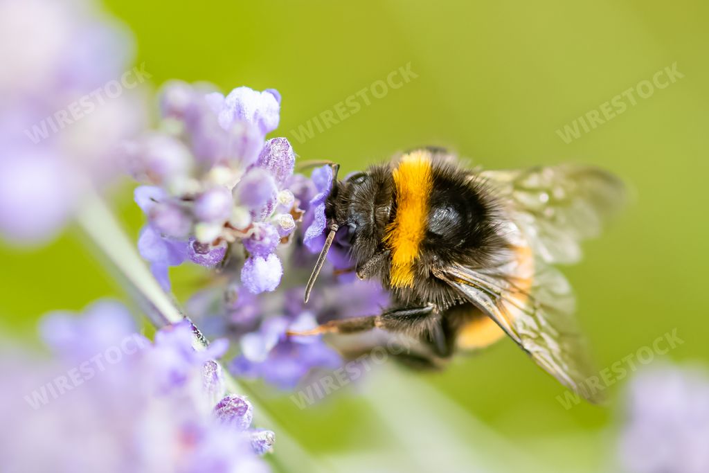 A bee on a lavender stalk to collect pollen in summer