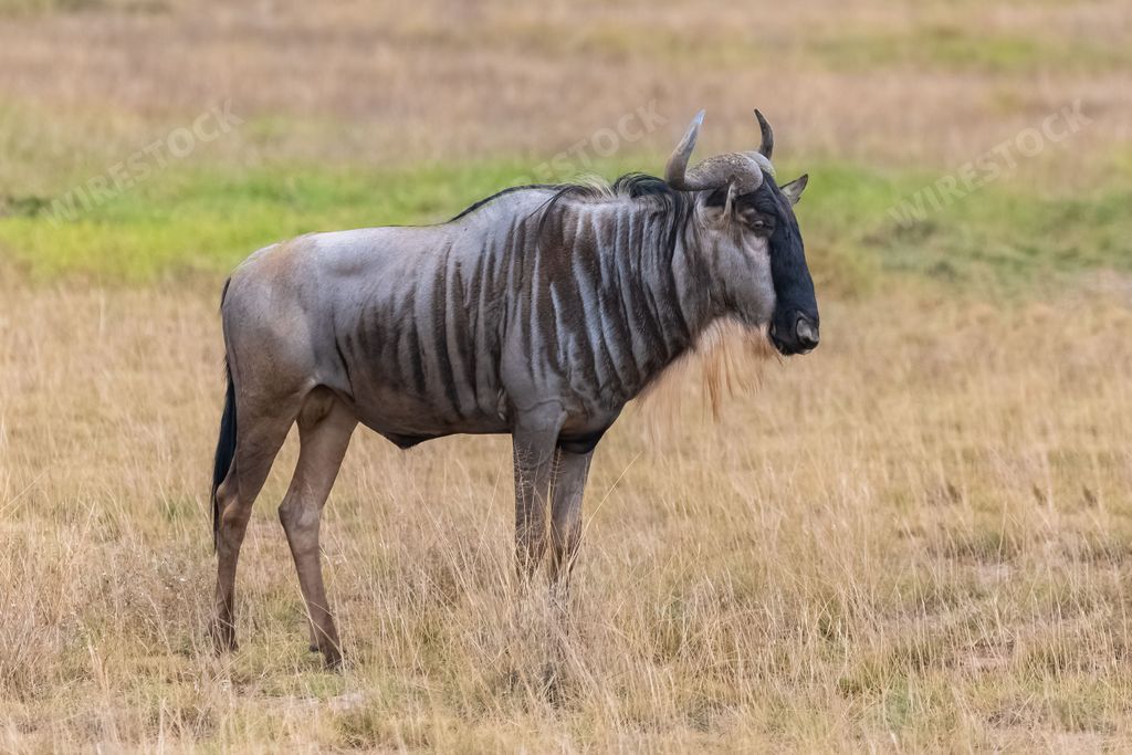 wildebeest, gnu in the savannah in Africa, in the Serengeti