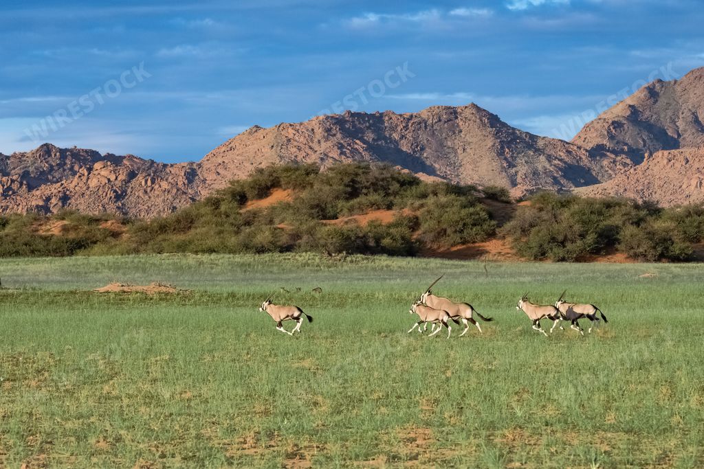 Namibia, oryx  herd running in the savannah, red rocks in background