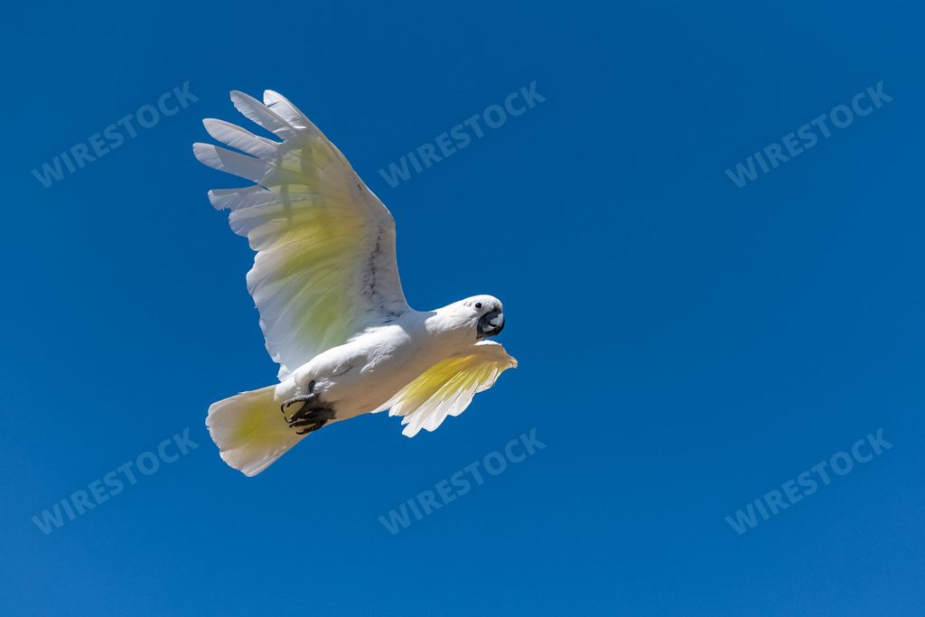 Golden Parakeet, Guaruba guarouba, beautiful yellow bird flying