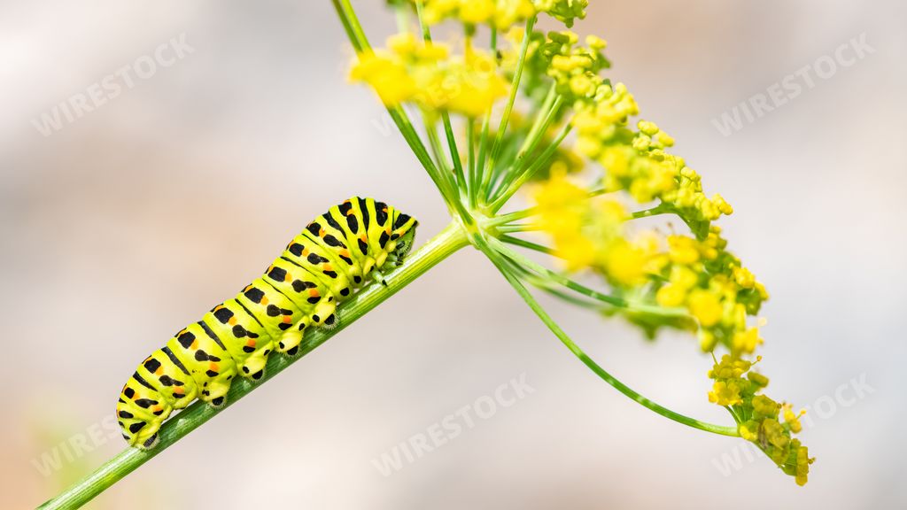 Caterpillar of an old world swallowtail, Papilio machaon on a fennel stem