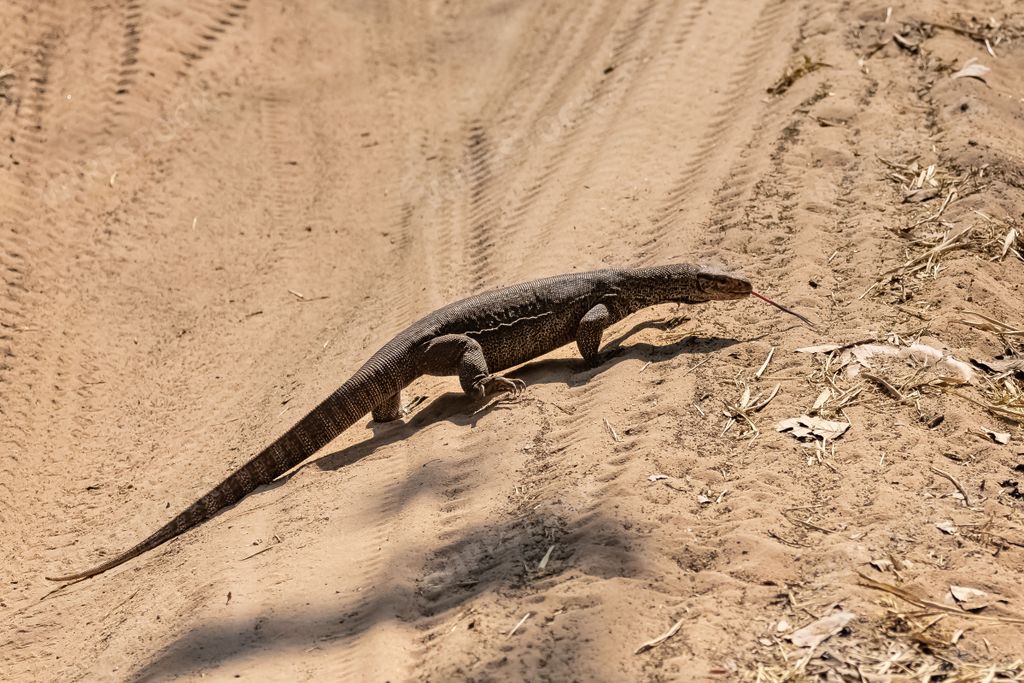 Bengal monitor, Varanus bengalensis, lizard walking in India