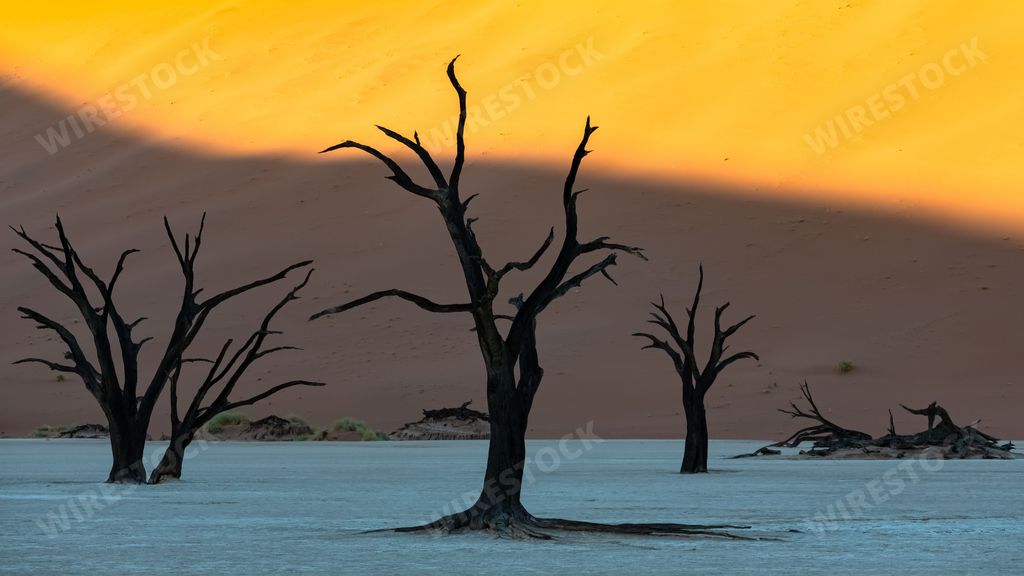 Namibia, the Namib desert, dead acacias in the Dead Valley, the red dunes in background