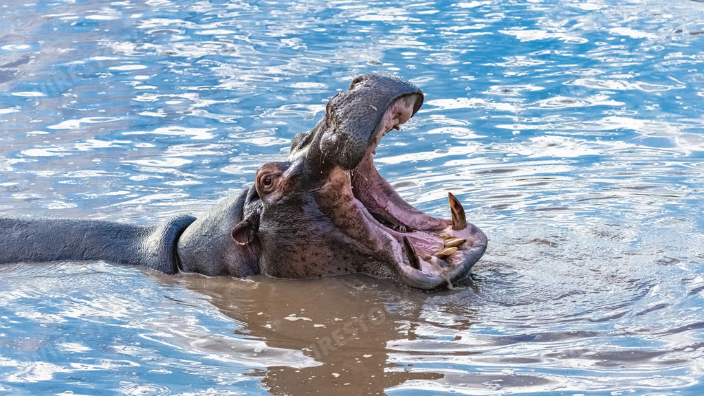 A hippopotamus widely opening his mouth in a lake in Tanzania