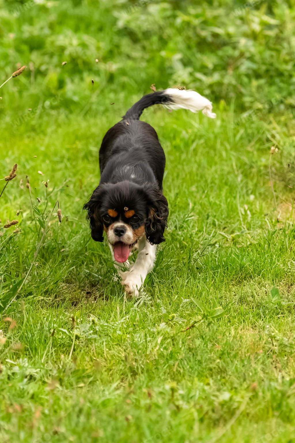 A vertical shot of a funny Cavalier King Charles Spaniel dog playing in the green field