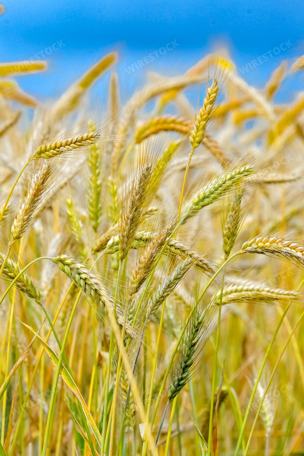 Ripe wheat field in summer, beautiful background