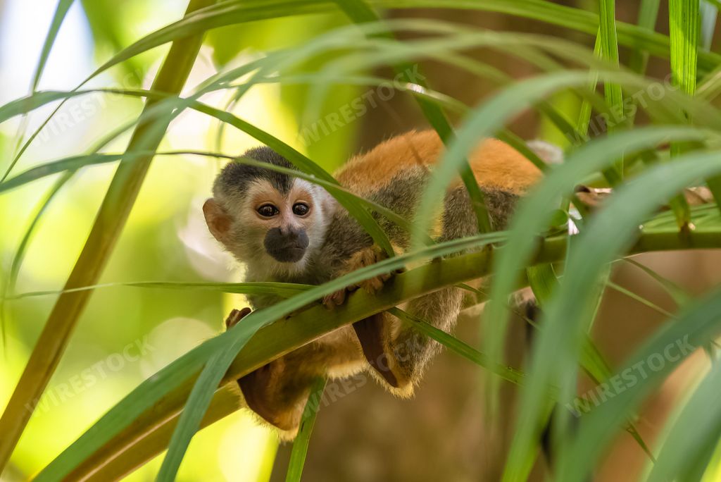 capuchin, baby monkey on a tree in the jungle, Costa Rica