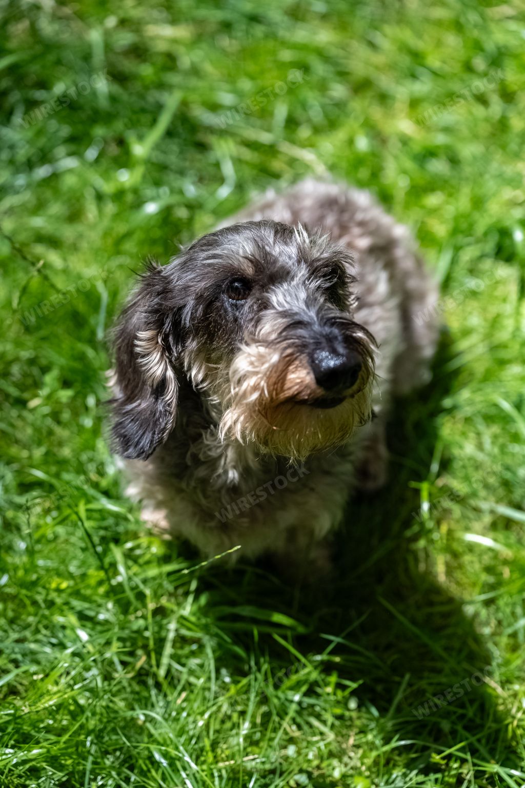 A wirehaired dachshund standing on the grass, cute dog in the garden