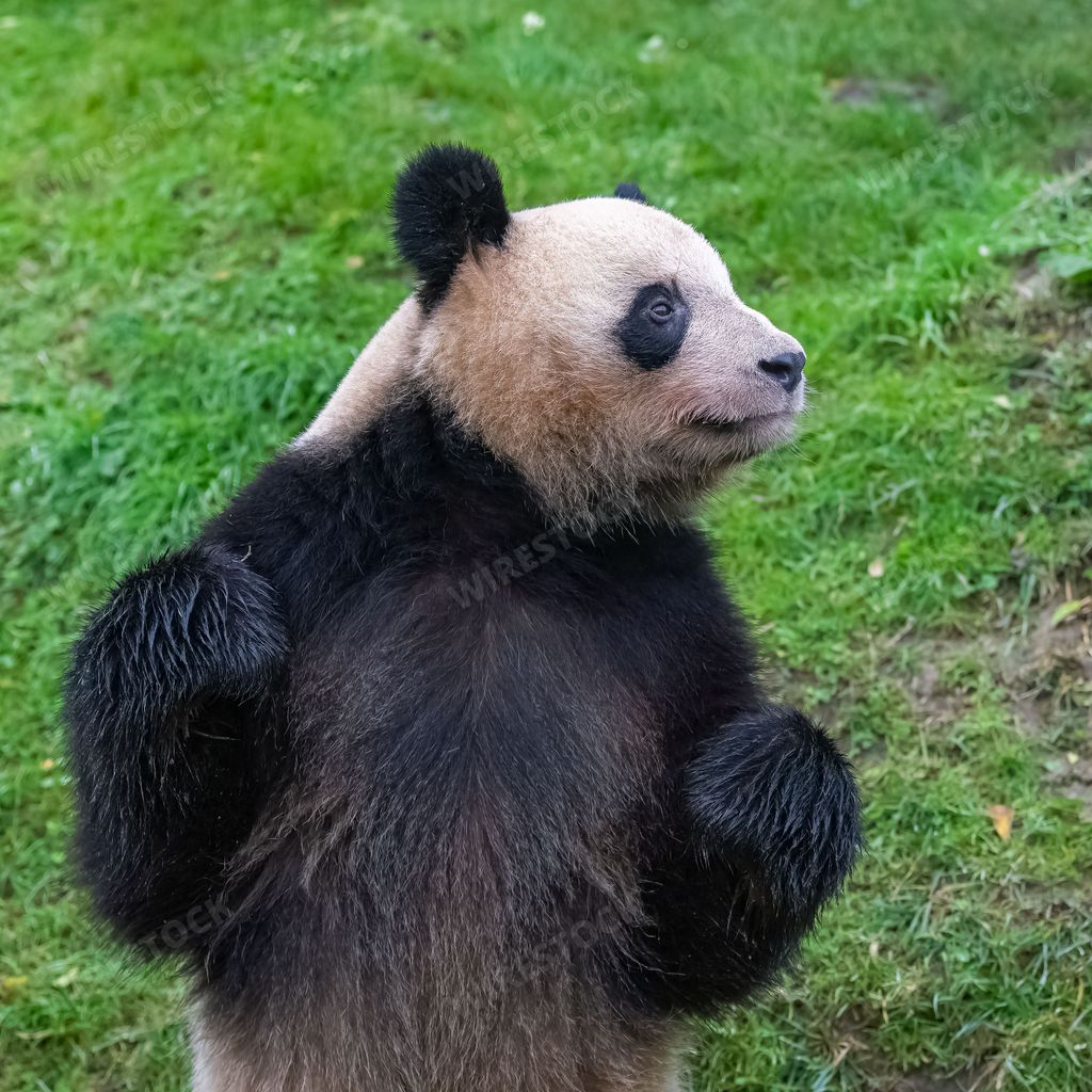A giant panda standing on the grass, portrait