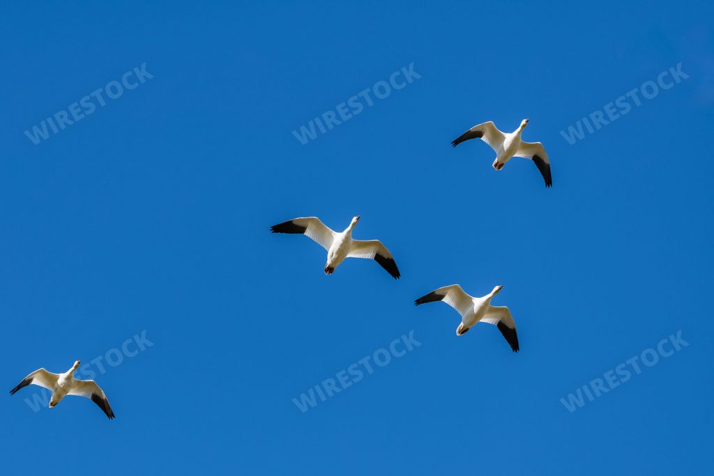 Snow gooses flying in blue sky in Canada, beautiful white birds during the migration