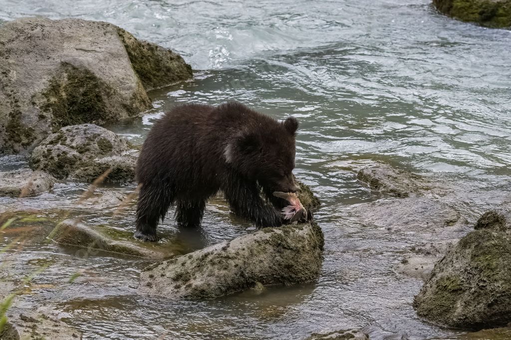 A baby grizzly eating salmon in the river in Alaska in autumn
