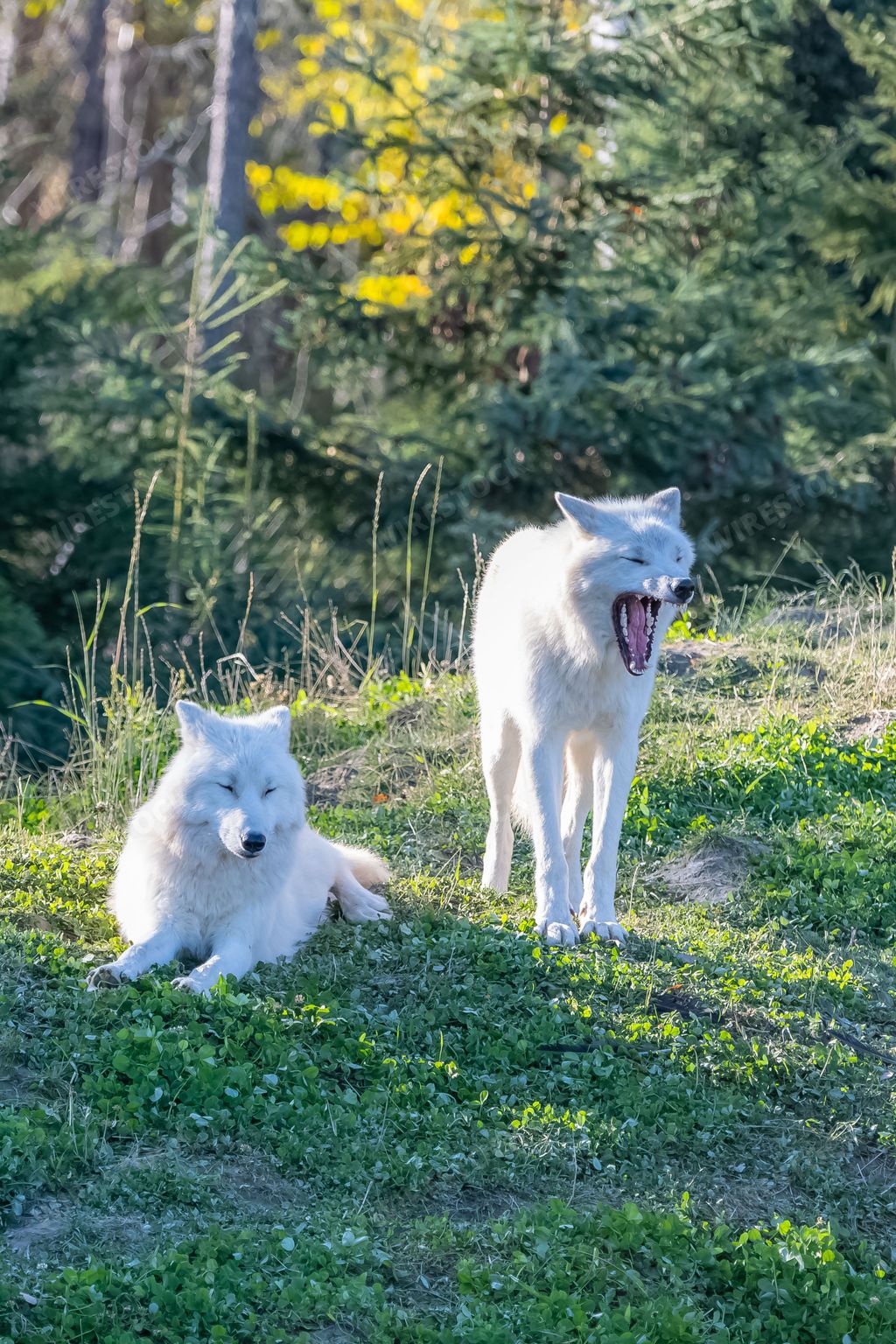 Arctic wolf, pack of white wolves standing in the forest in Canada