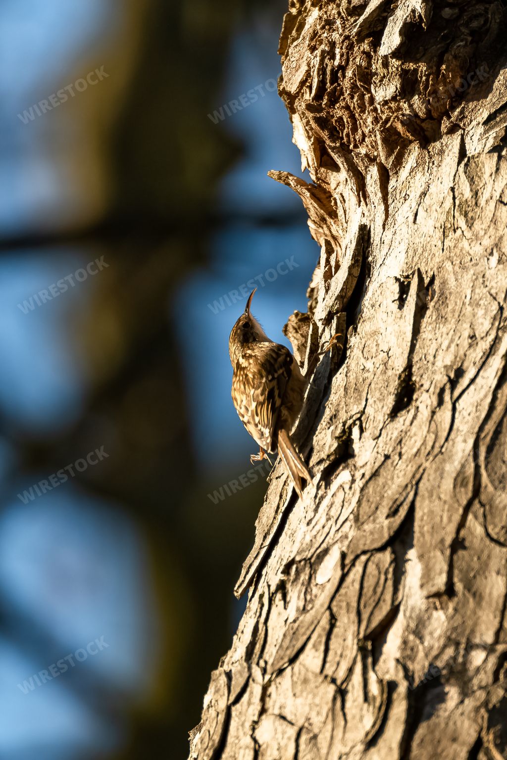 Short-toed Treecreeper, small bird eating on a tree in winter