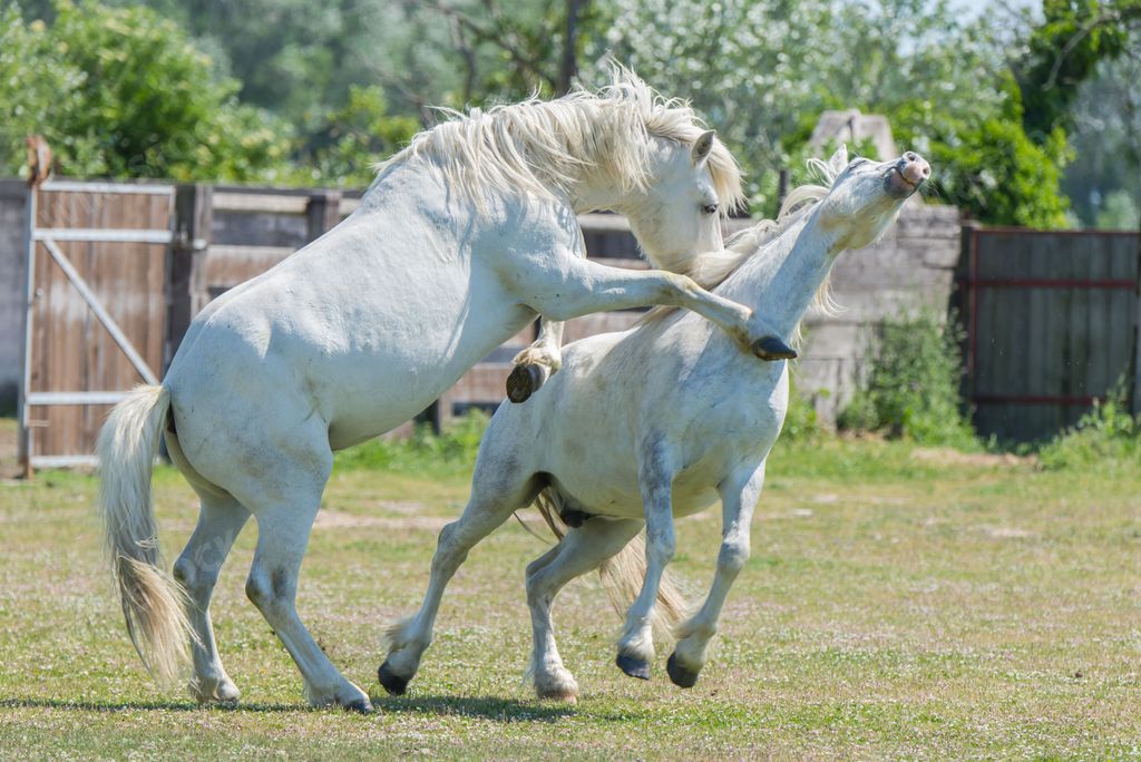 White camargue horses on nature, playing together