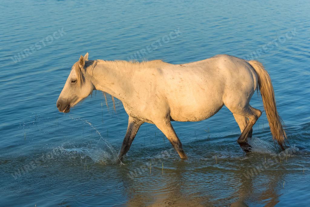 Horses running in the water, beautiful wild horses in Camargue