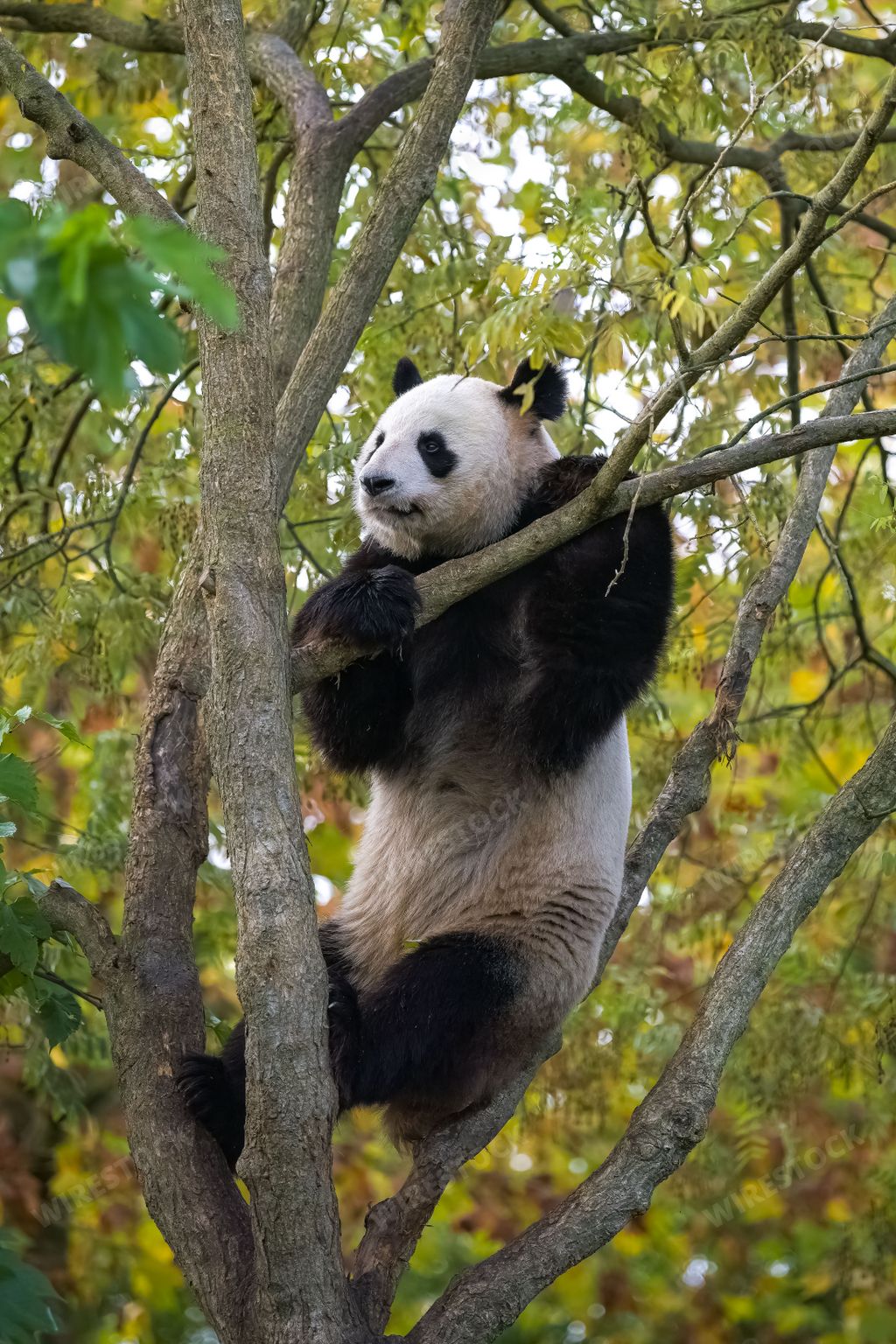 A giant panda climbing in a tree, eating leaves in autumn