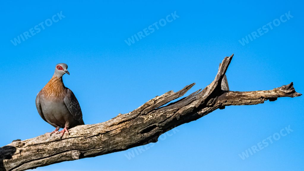 Columba guinea, Speckled Pigeon, beautiful bird in Namibia