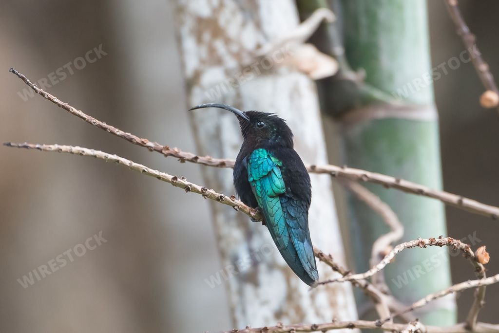 Purple-throated Carib, Eulampis jugularis, beautiful hummingbird perched on a branch