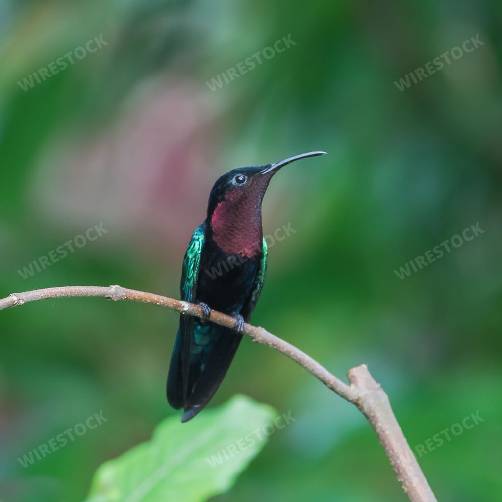 Purple-throated Carib, Eulampis jugularis, beautiful hummingbird perched on a branch