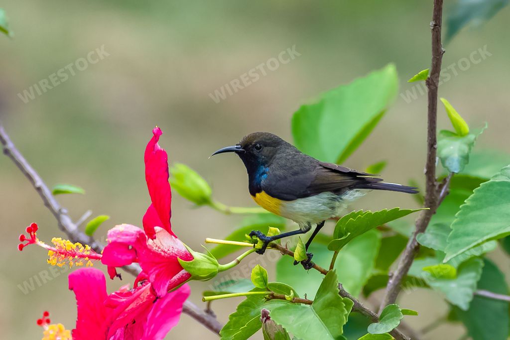 Newton's sunbird, male, beautiful bird in Sao Tome and Principe, eating the nectar of an hibiscus flower