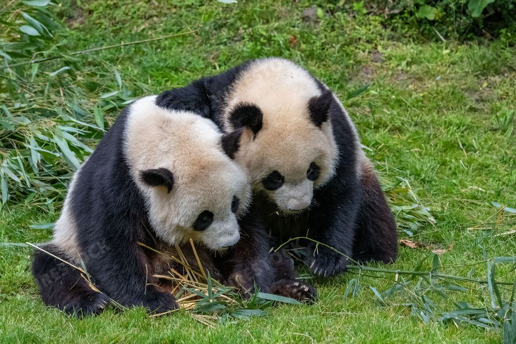 Young giant panda eating bamboo in the grass, portrait