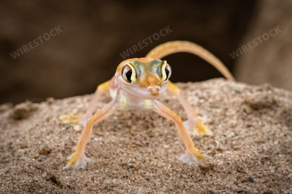 A Namib sand gecko, small colorful lizard in the Namib desert