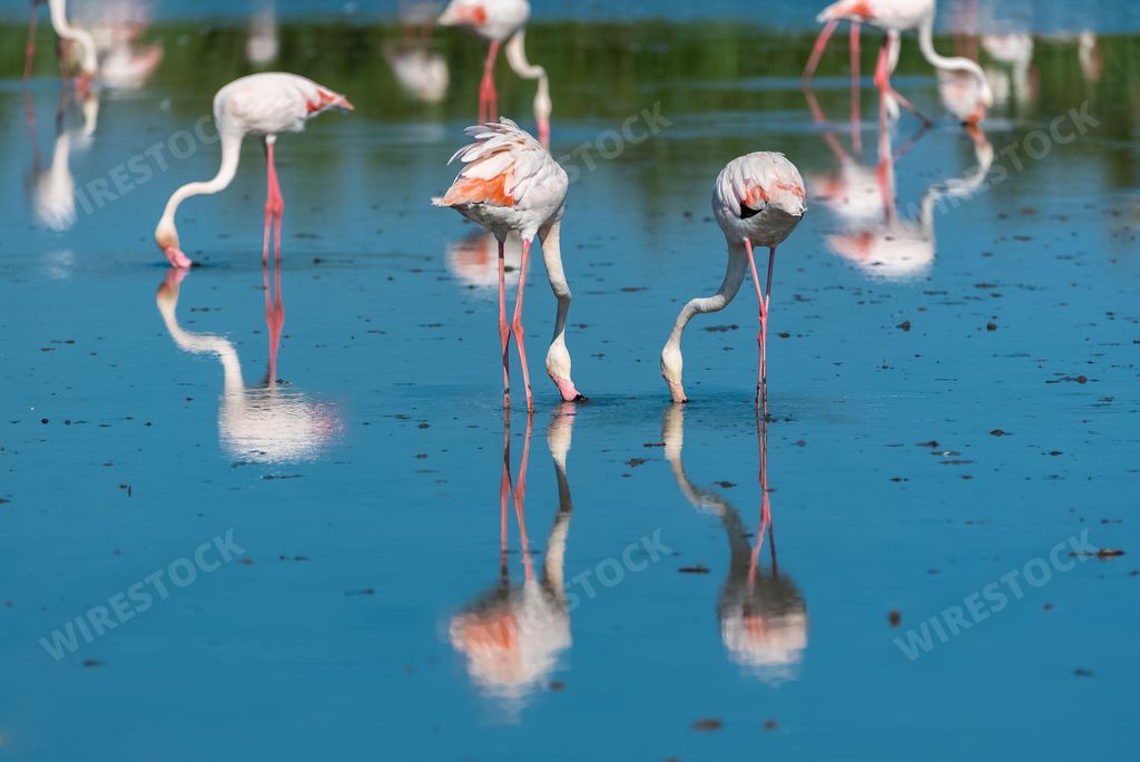 pink flamingo drinking in a blue pond water, in Camargue