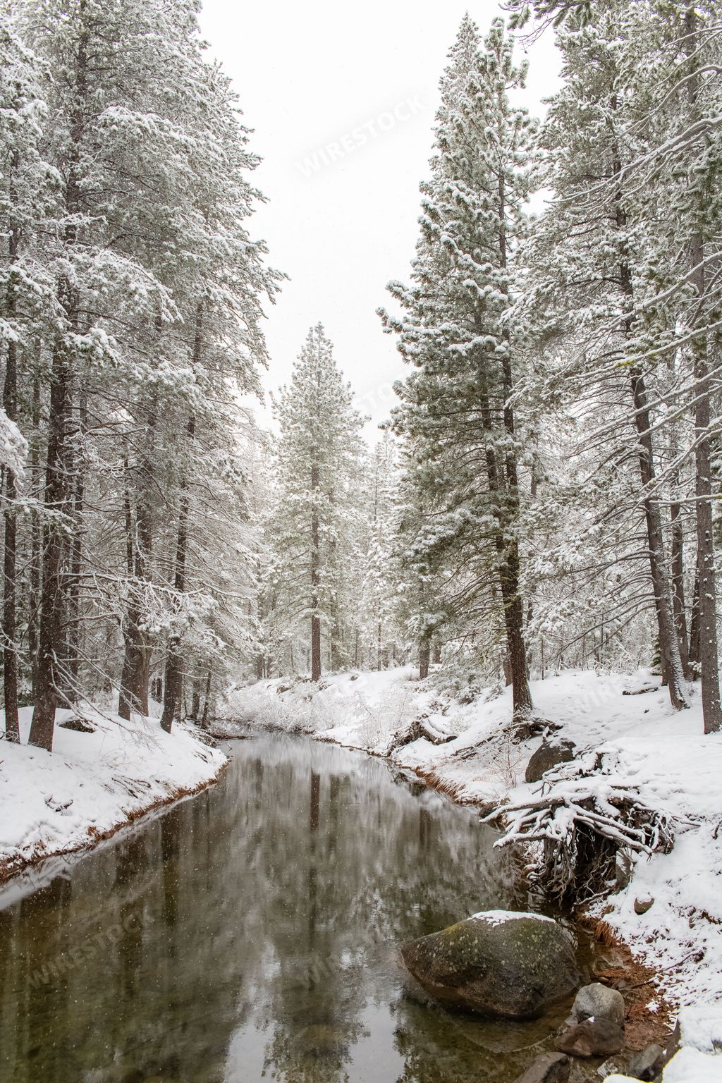 The Sierra Nevada under the snow, California, forest in winter