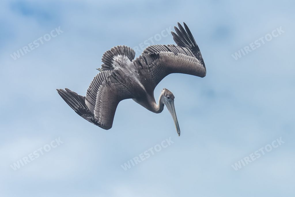 A flying pelican bird in blue sky, in Guadeloupe island