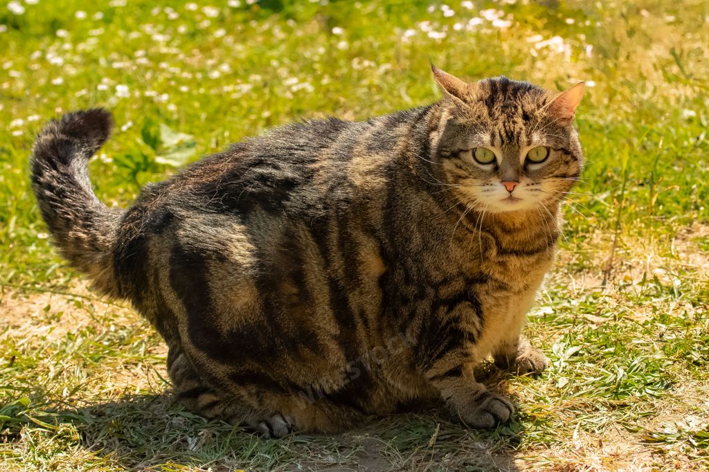 A funny fat tabby cat in the green garden